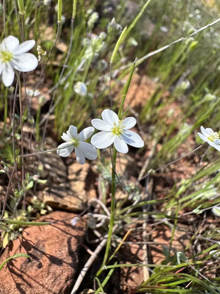 California Fairy Poppy