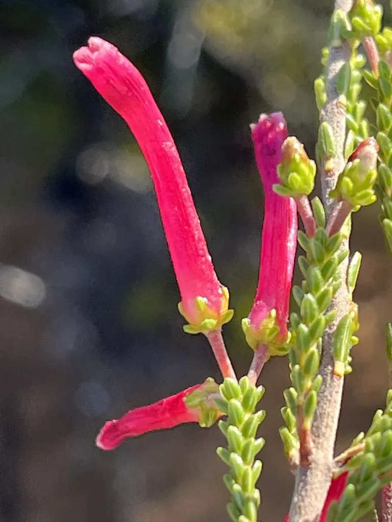 Erica Prolata