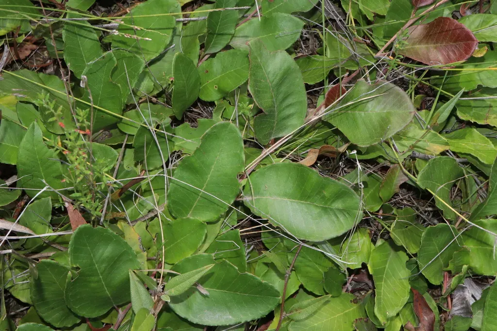 Laurel-leaf Grevillea