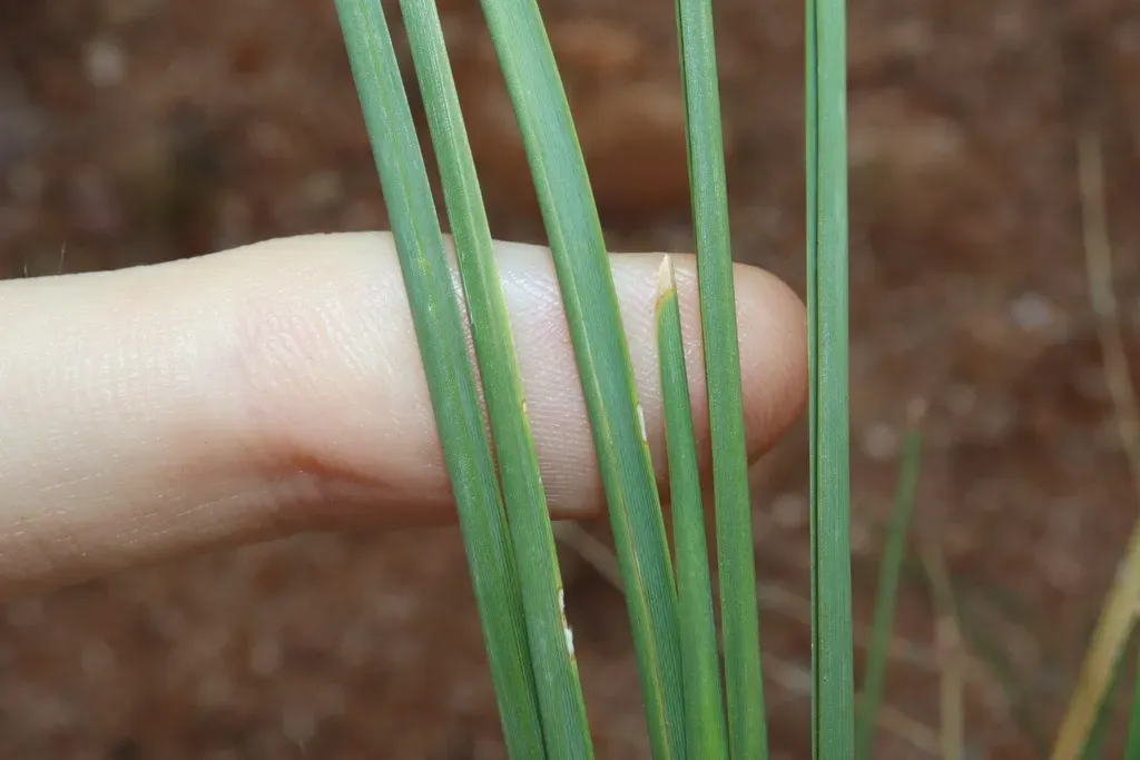 Lomandra Patens