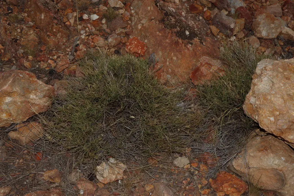 Eriachne Mucronata