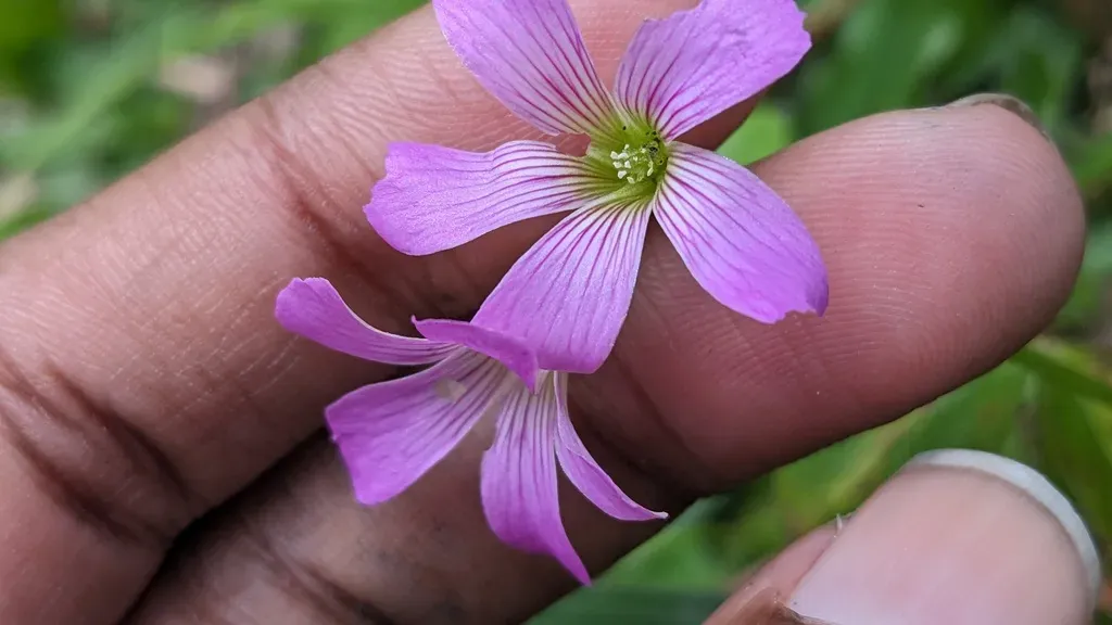 Pink Woodsorrel
