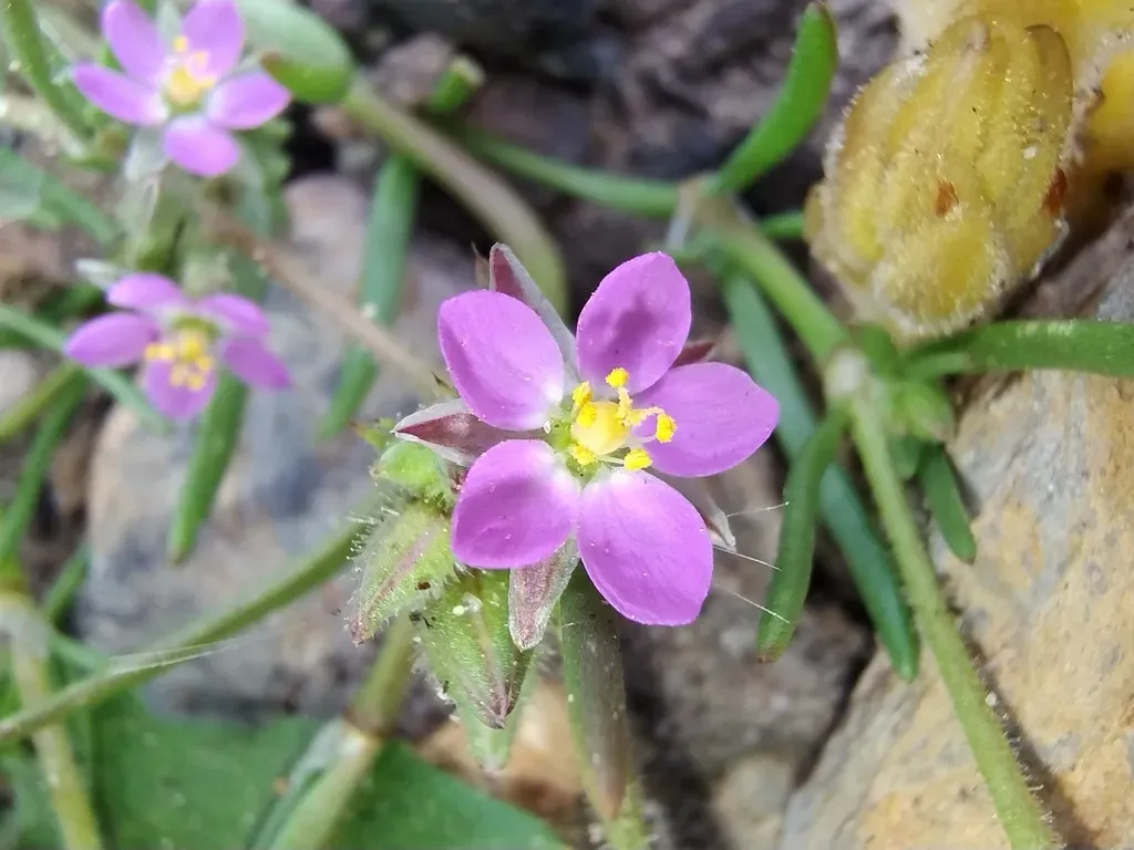 Spergularia Heldreichii