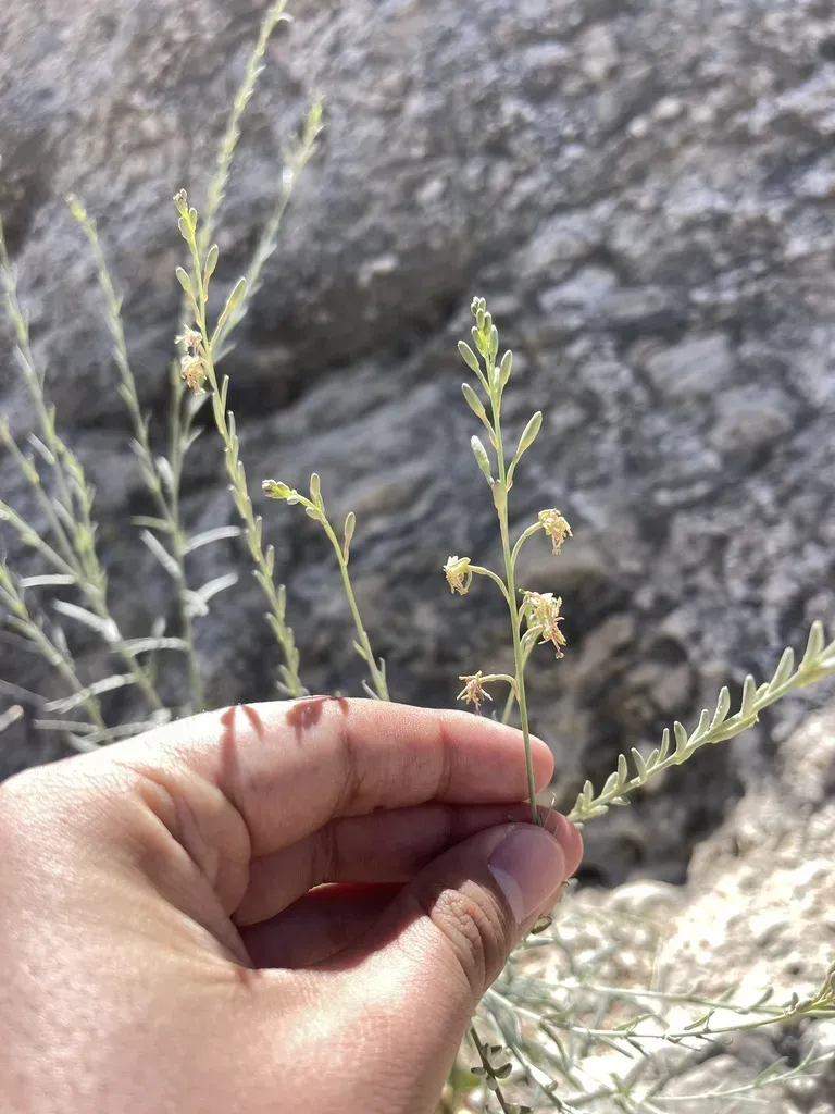 Oenothera Boquillensis