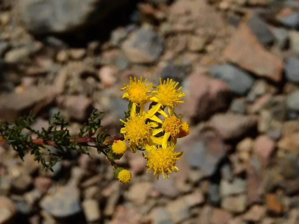 Senecio Uspallatensis