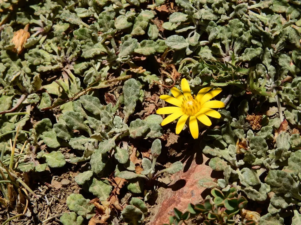 Trichocline Dealbata