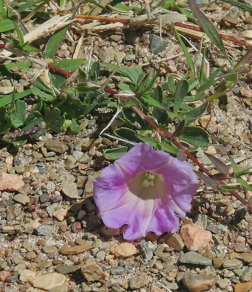 Huachuca Mountain Morning Glory