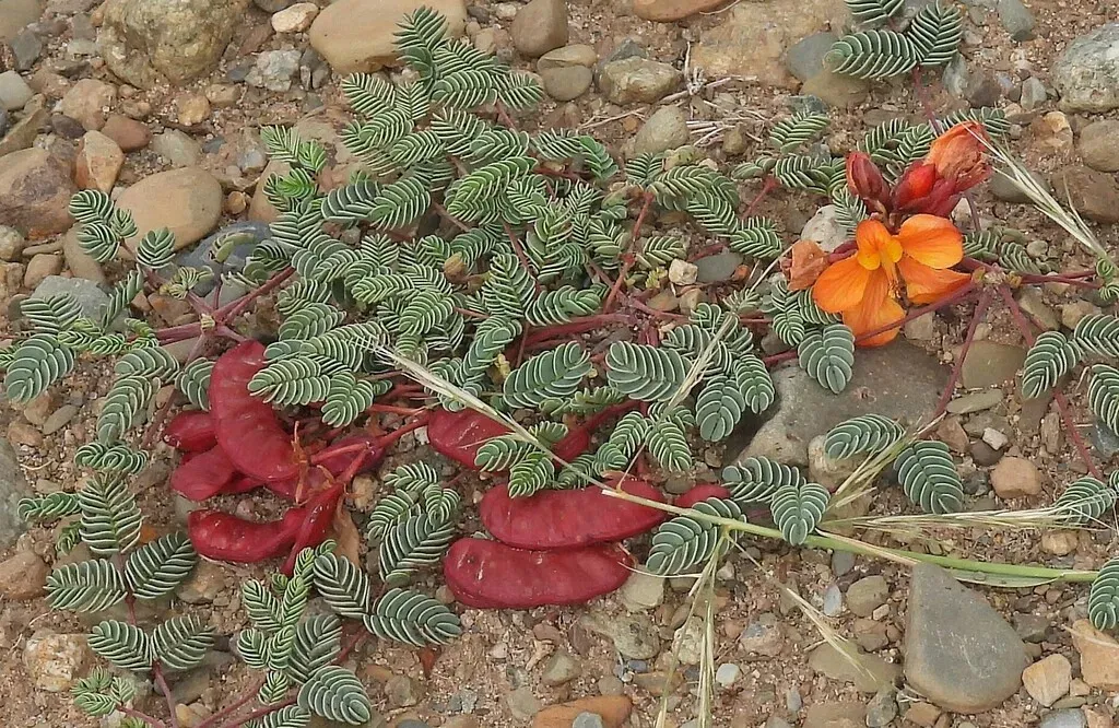 Hoffmannseggia Minor