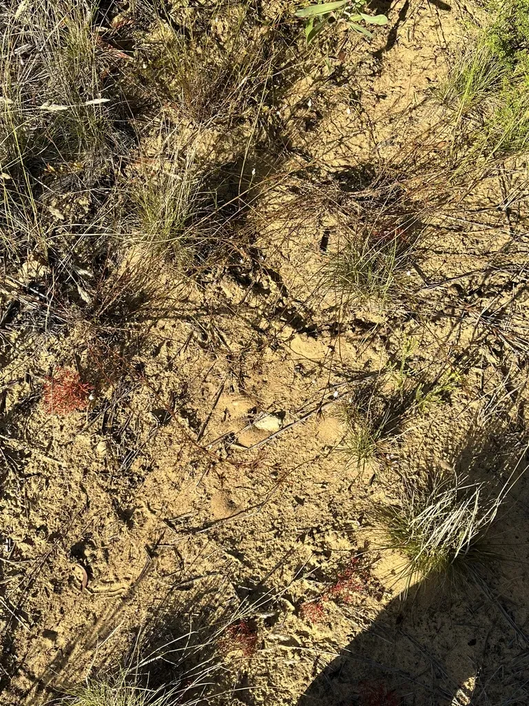 Prismatocarpus Campanuloides