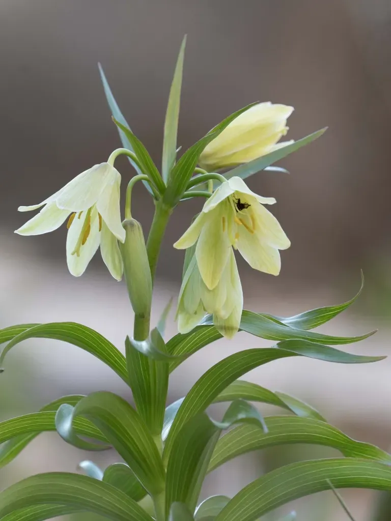 Fritillaria Raddeana