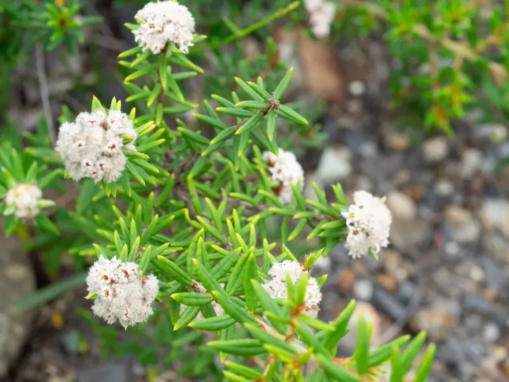 Cotton Bush