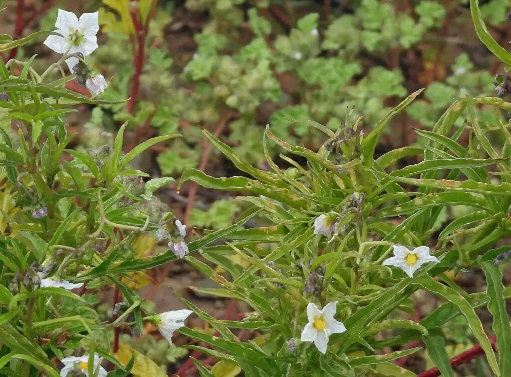 Solanum Tripartitum