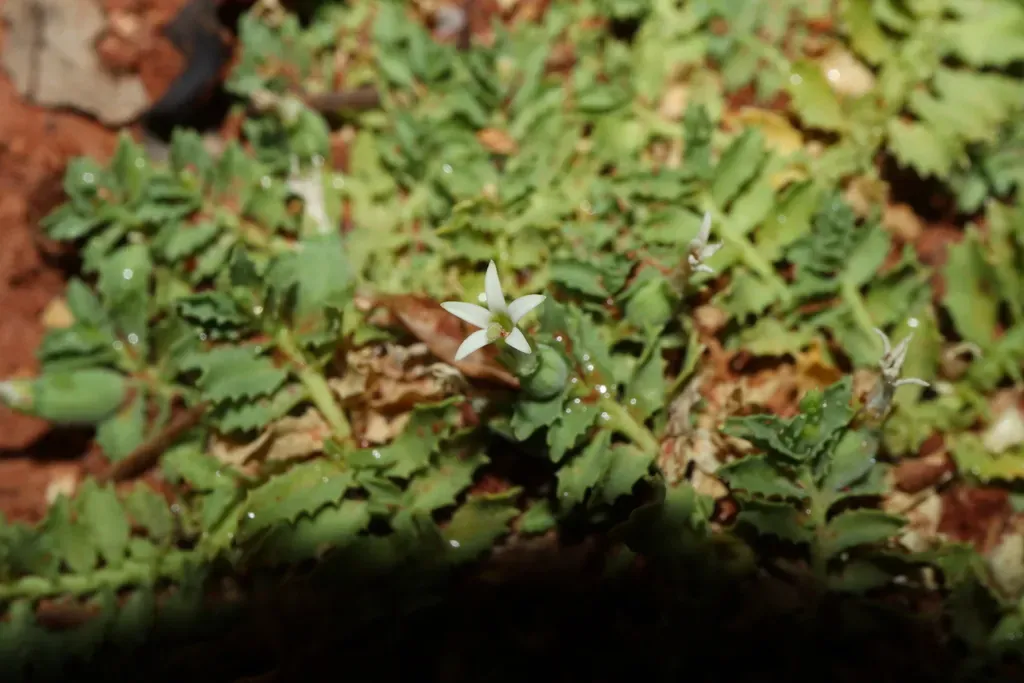 Lobelia Darlingensis