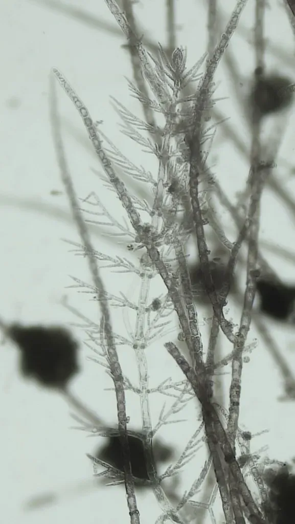 Antithamnion Hubbsii