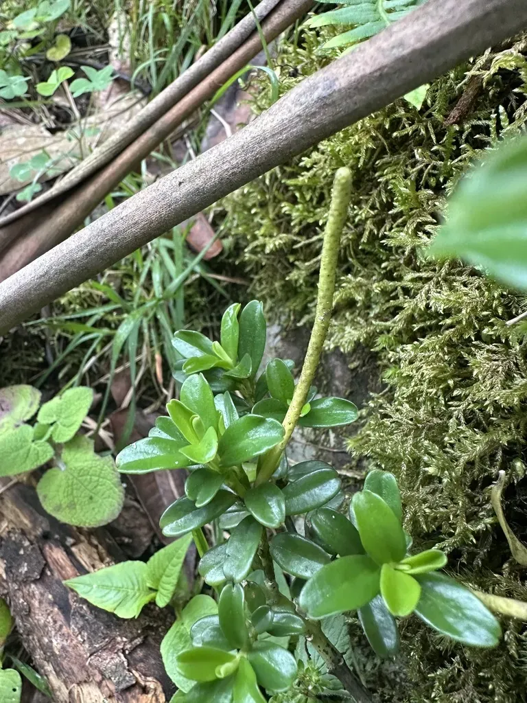 Peperomia Ilaloensis