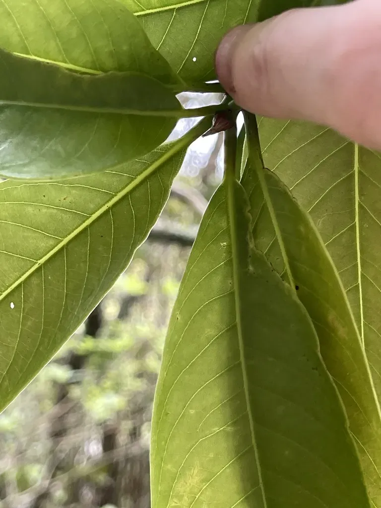 Machilus Wangchianus