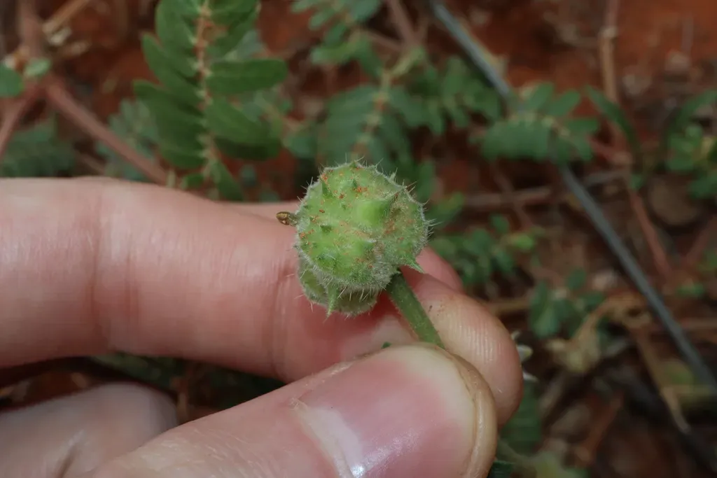 Tribulus Eichlerianus