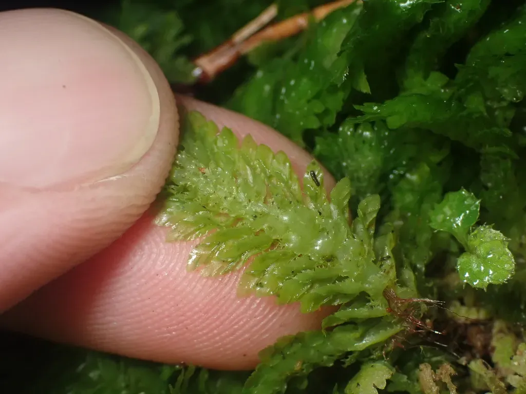 Schistochila Repleta