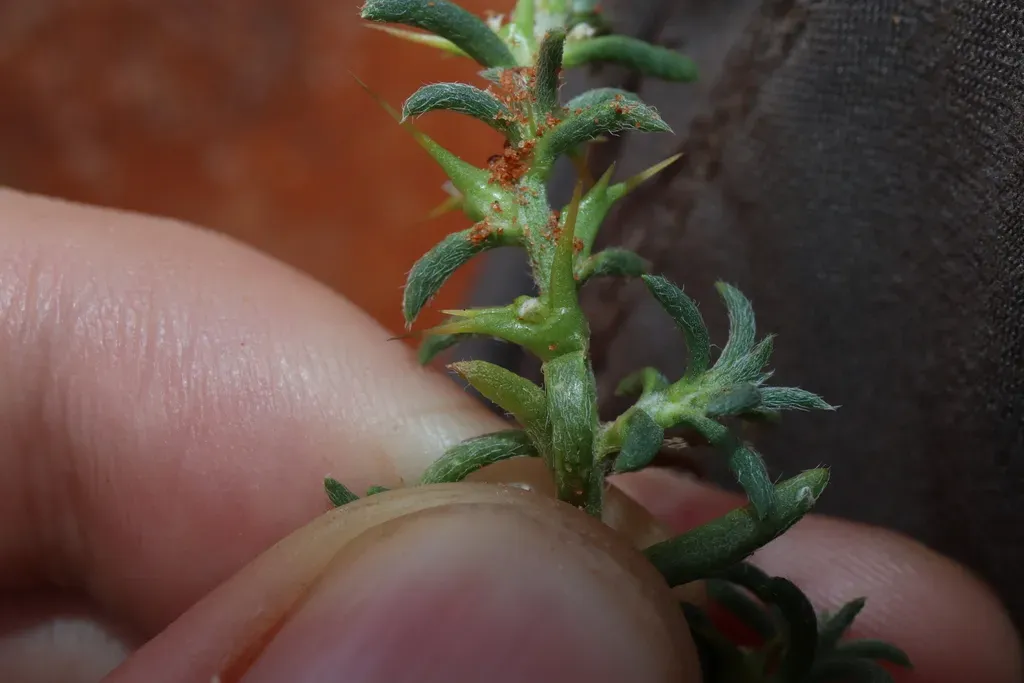 Sclerolaena Decurrens