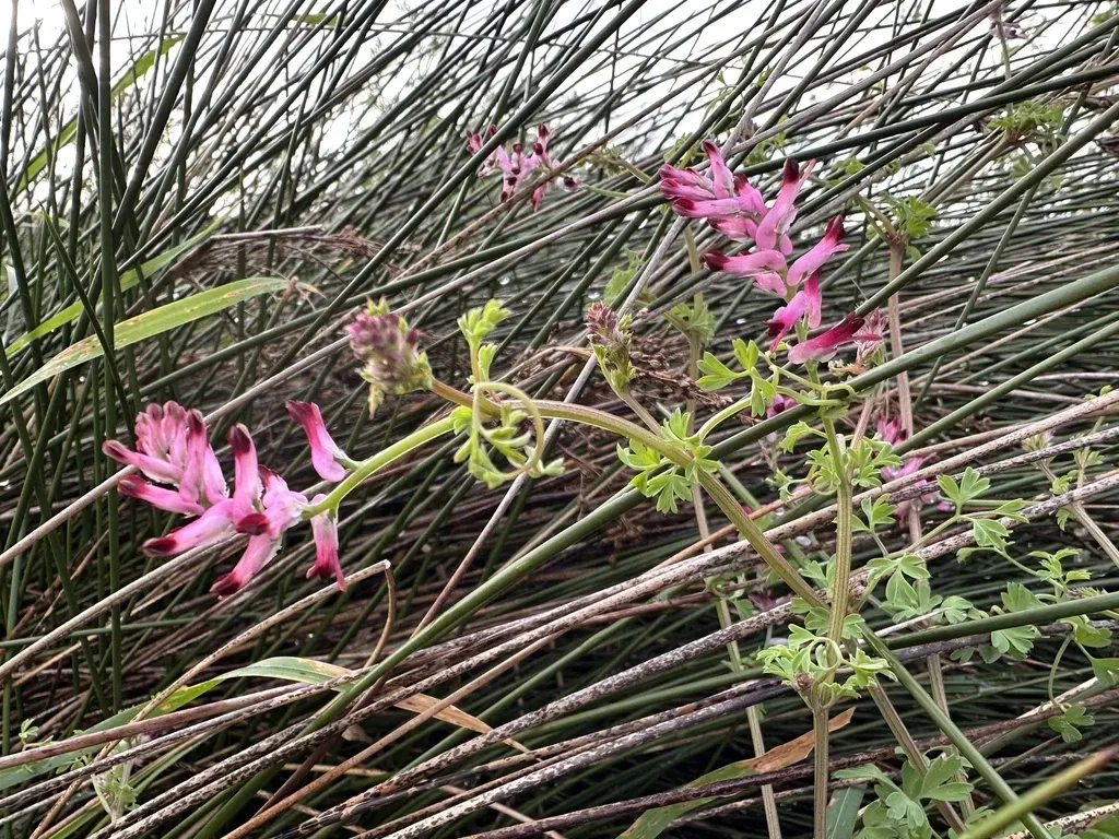 Martin's Ramping-fumitory