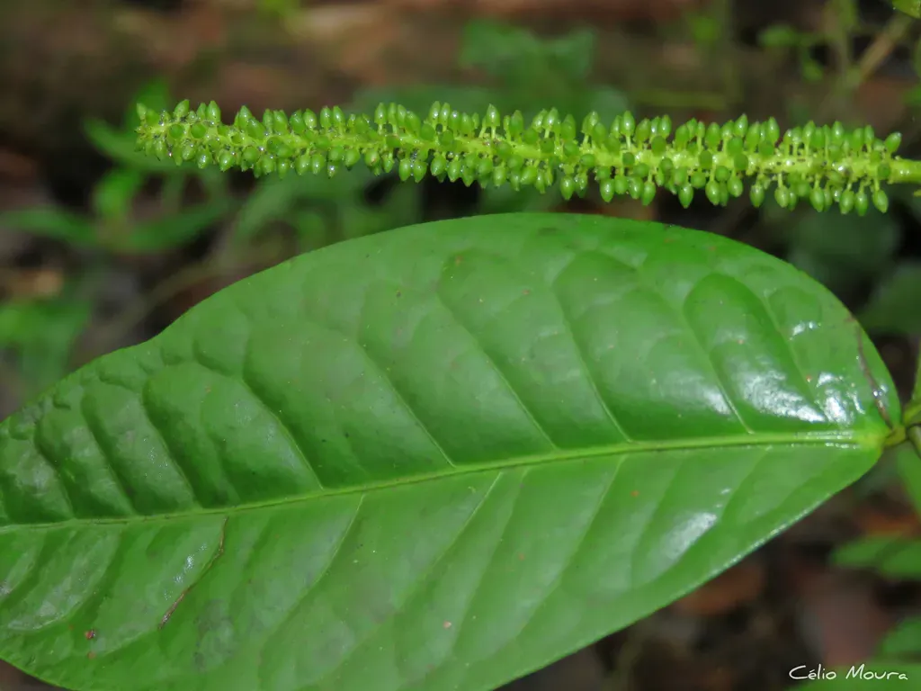 Piper Corcovadensis