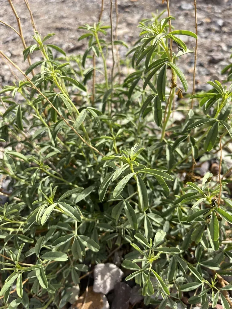 Chiricahua Mountain Stinkweed
