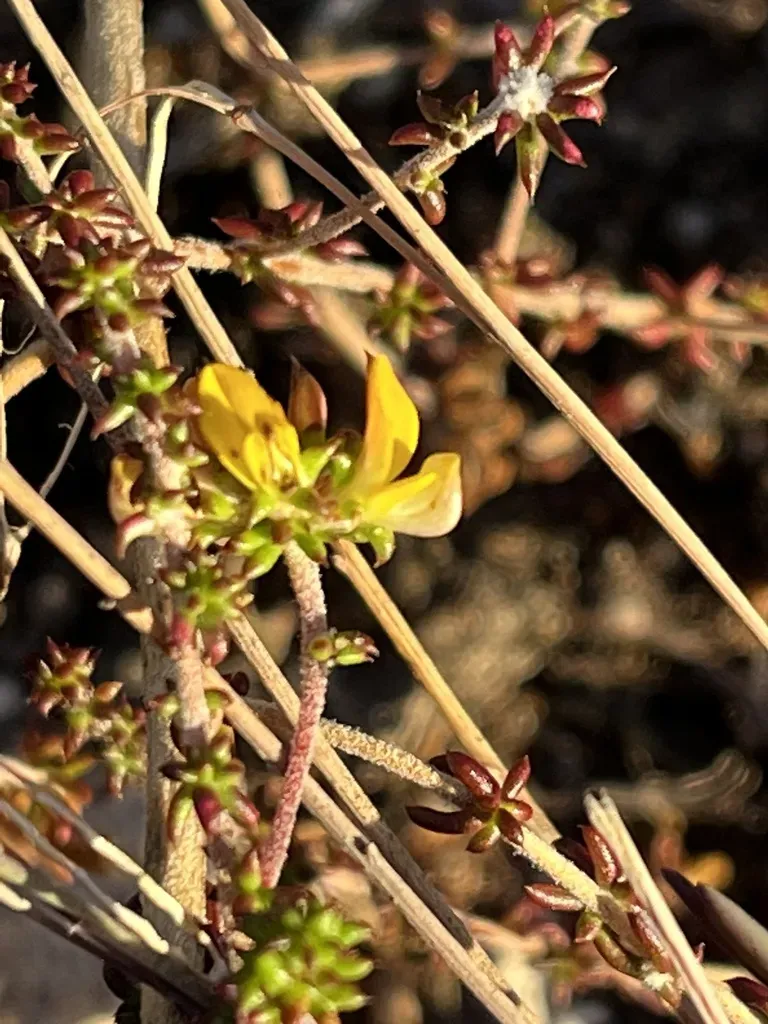 Limestone Capegorse