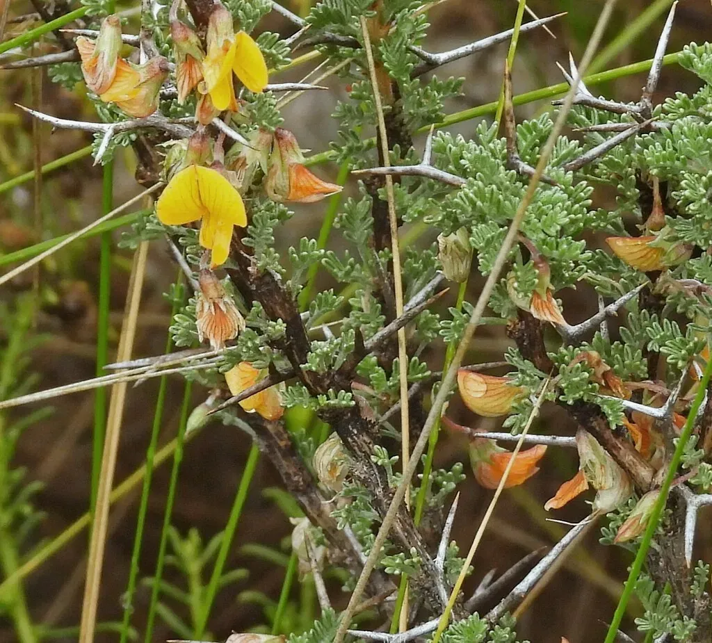 Adesmia Miraflorensis
