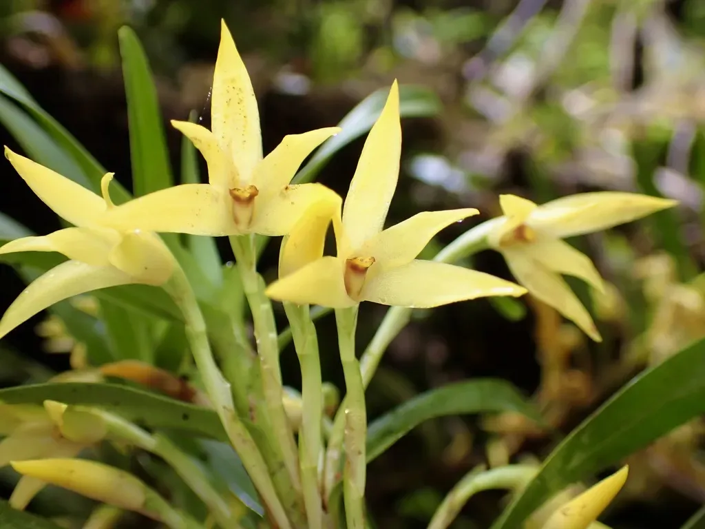 Maxillaria Umbratilis