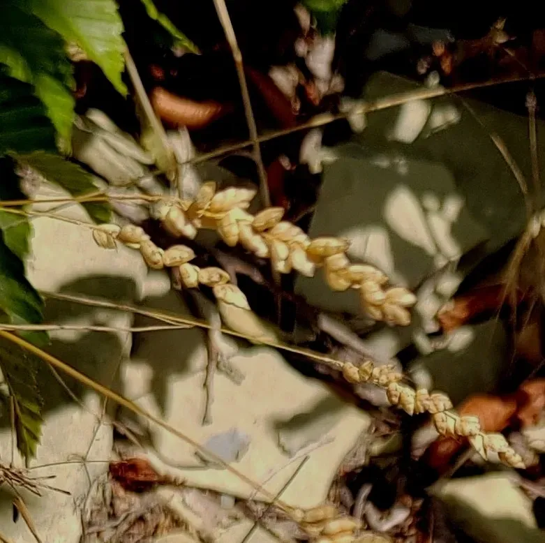 Spiked Quaking-grass