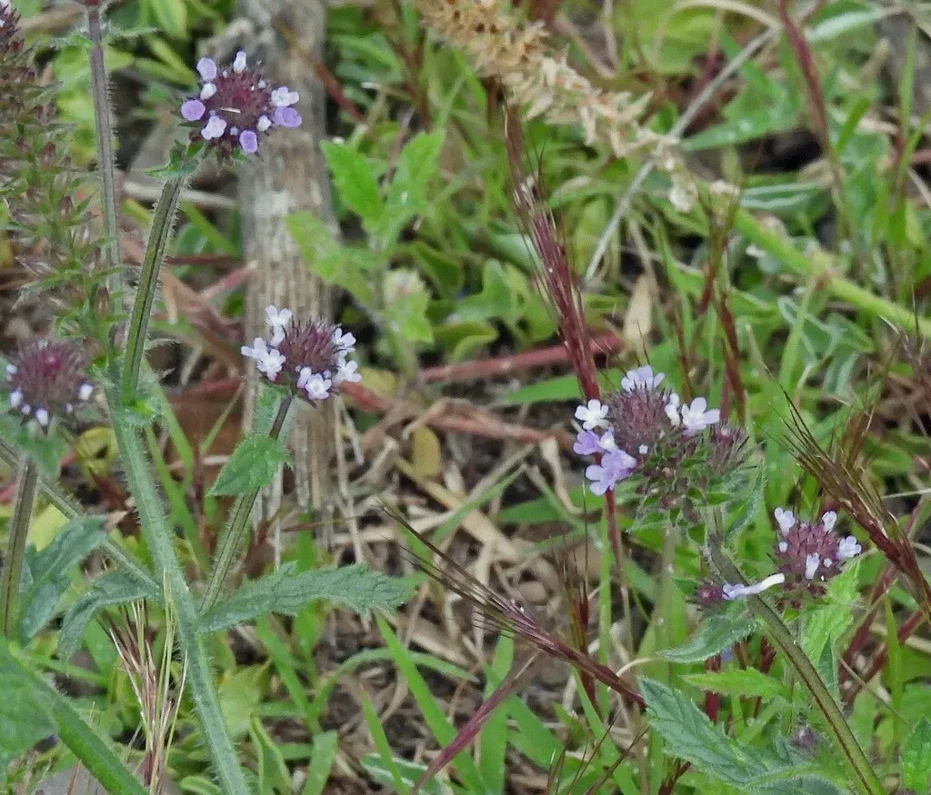 Rough Verbena