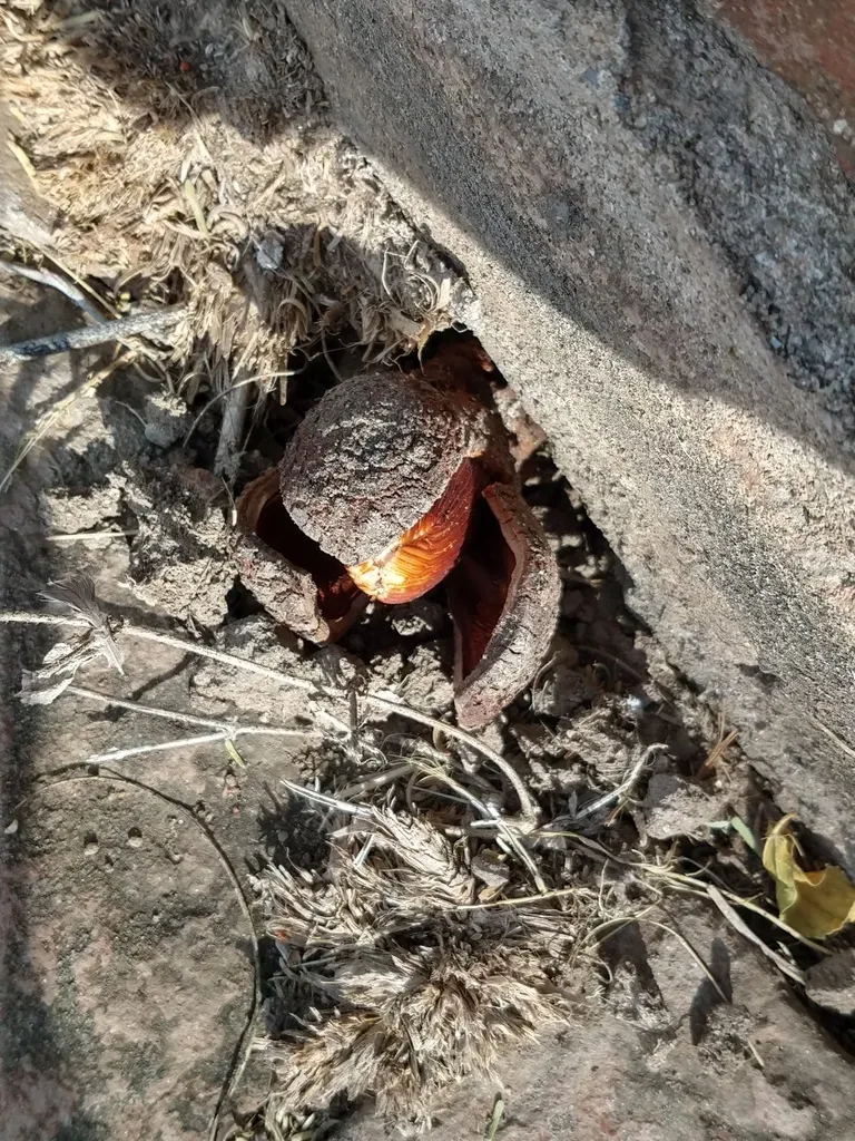 Prosopanche Americana