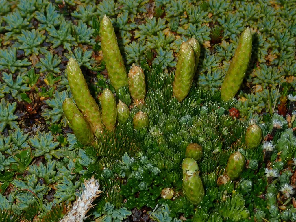 Austrolycopodium Alboffii