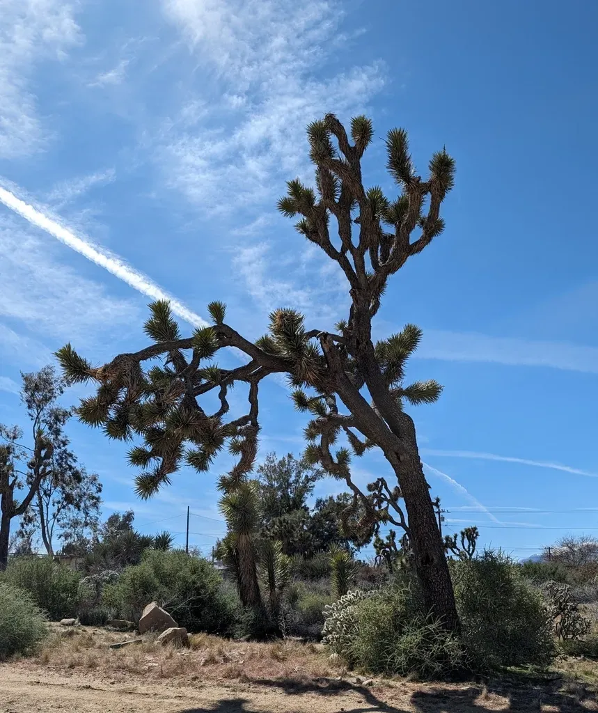 Joshua Tree