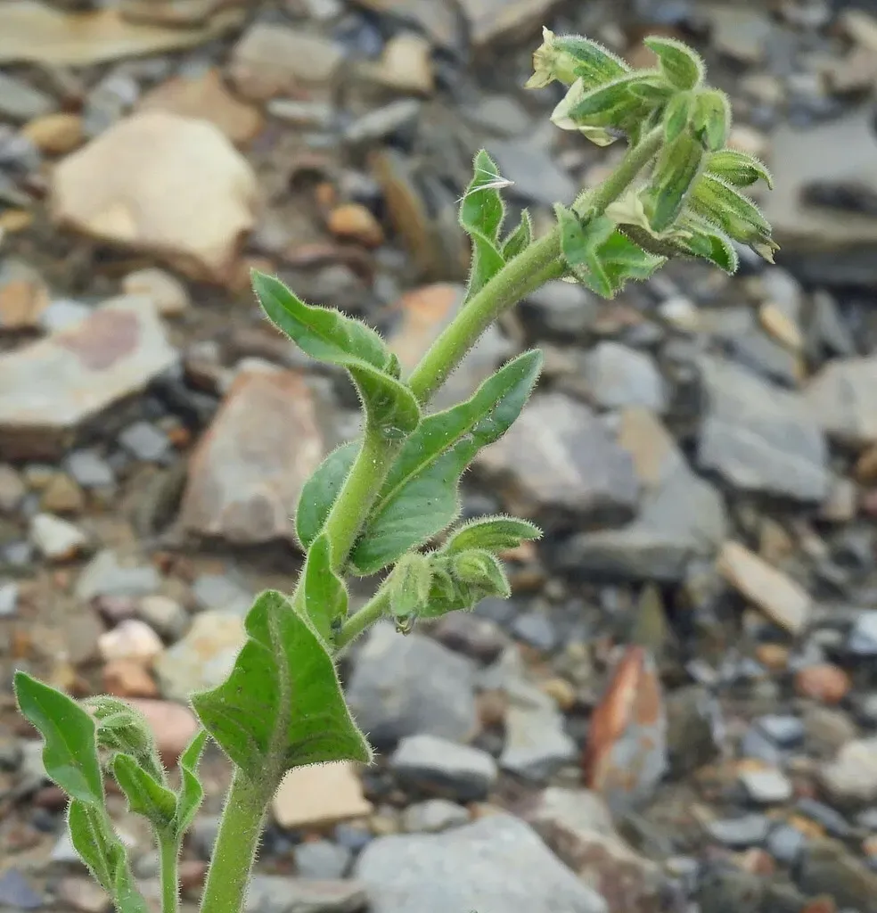 Nicotiana Undulata