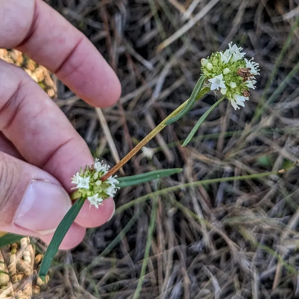Everglades Key False Buttonweed