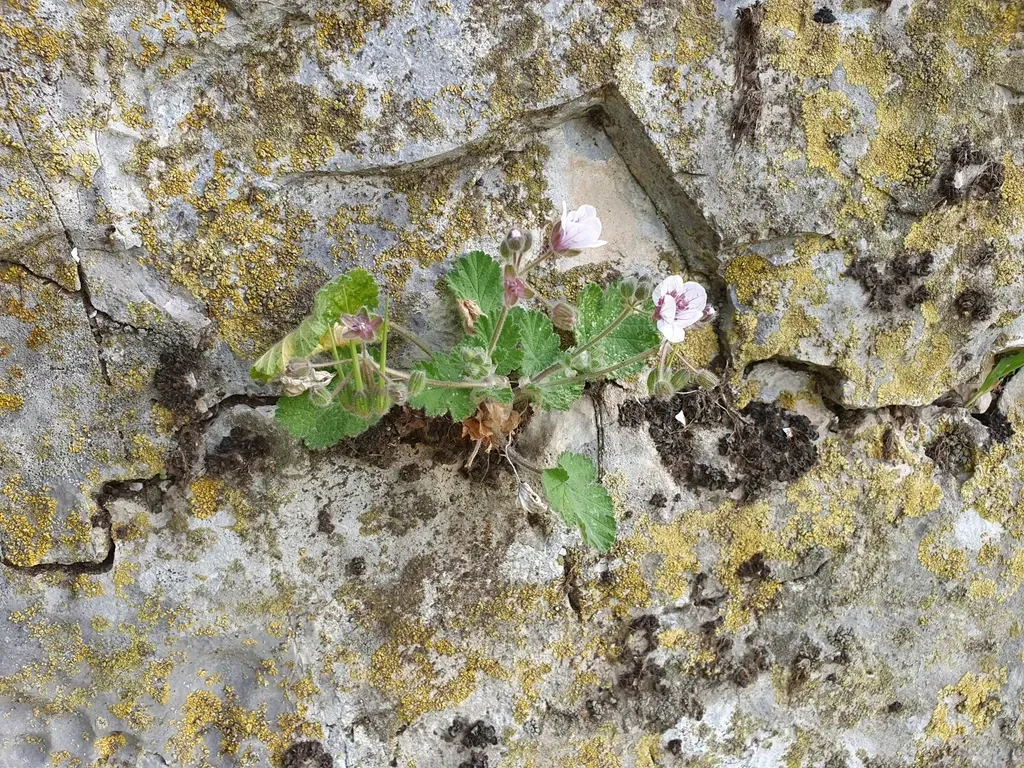 Erodium Trifolium