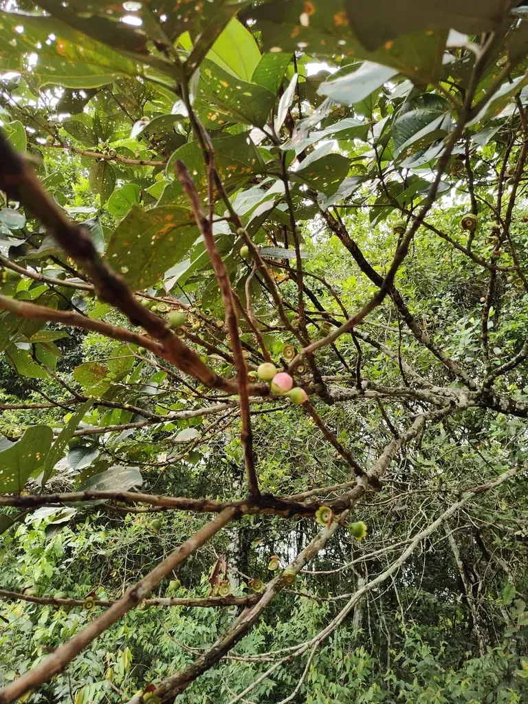 Bellucia Grossularioides