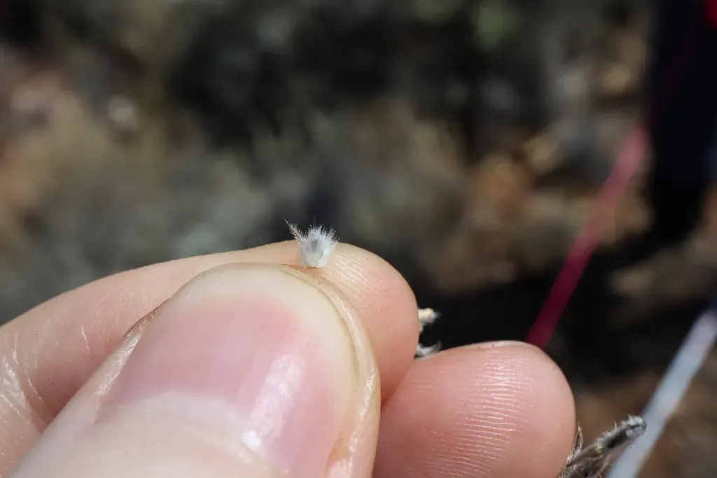 Sclerolaena Eriacantha