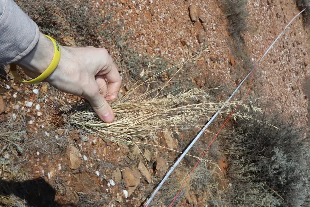 Enneapogon Intermedius