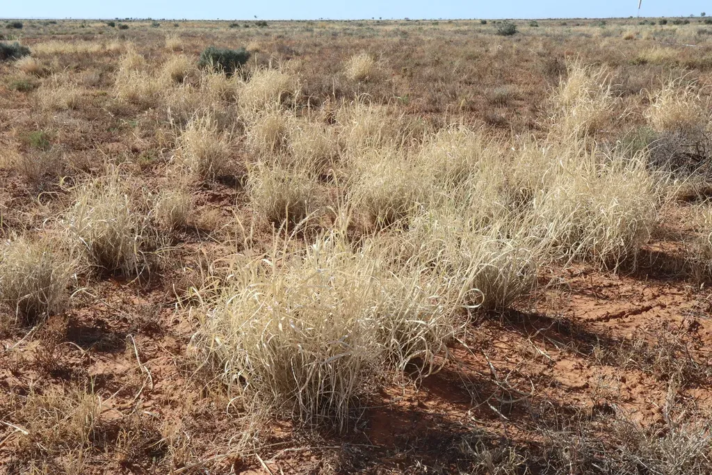 Curly Mitchell Grass