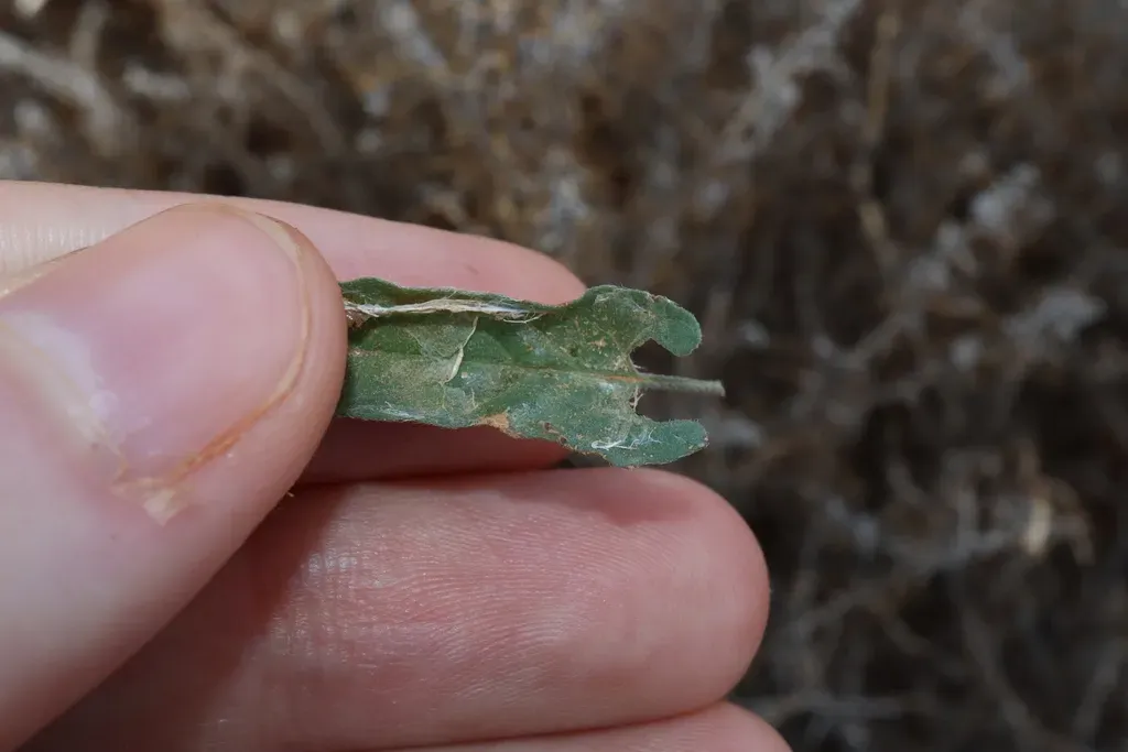 Convolvulus Microsepalus