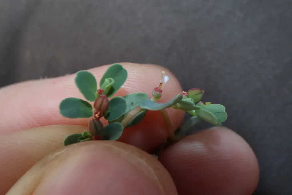 Euphorbia Multifaria