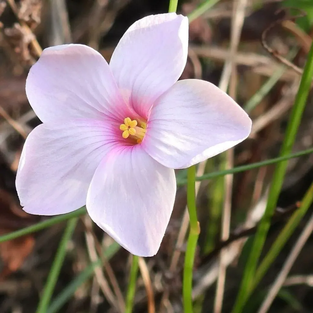 Windmill Sorrel