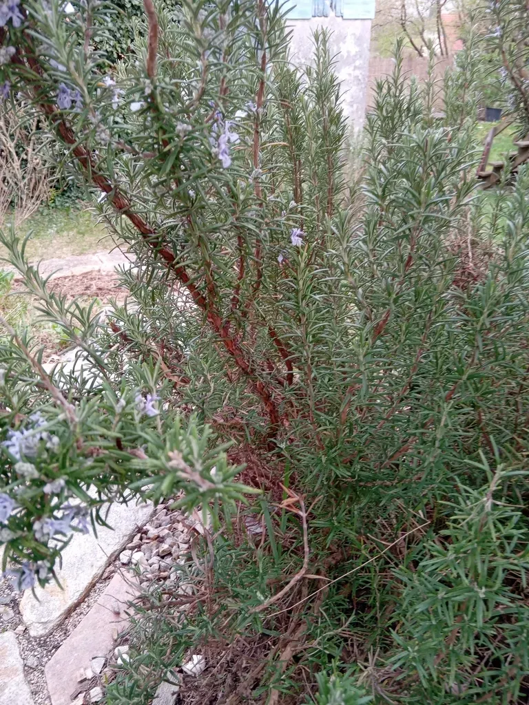 Rosemary