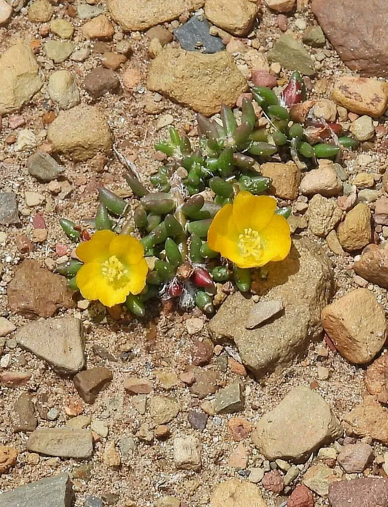 Portulaca Perennis