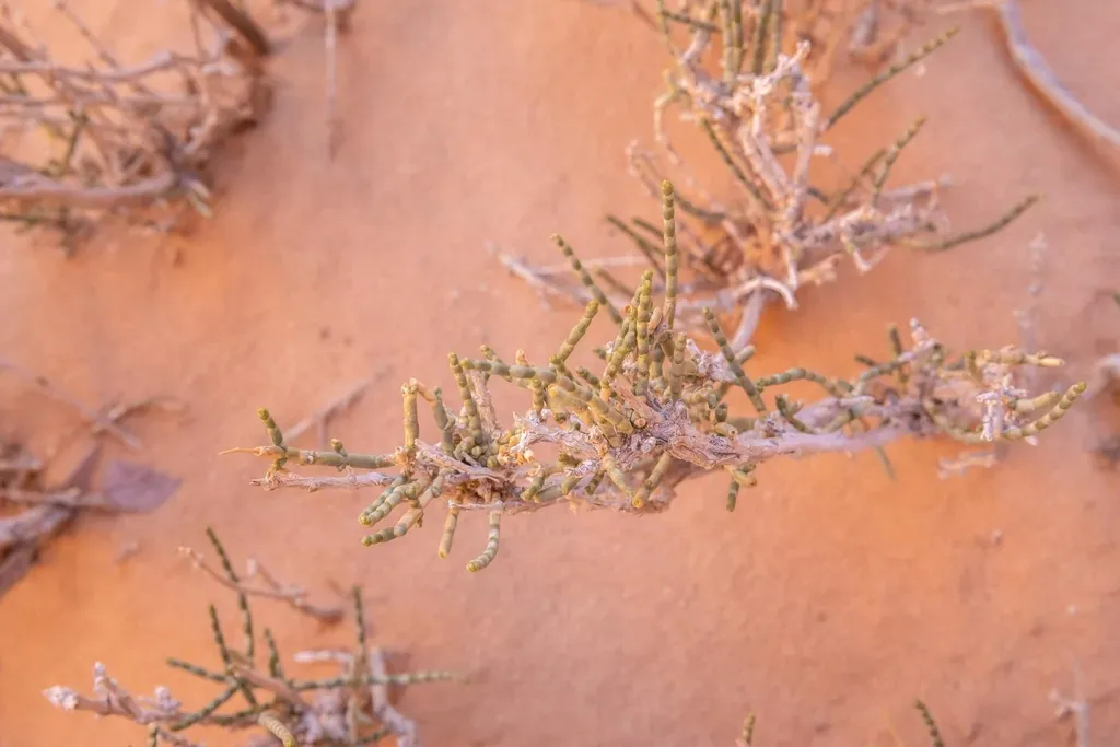 Haloxylon Salicornicum