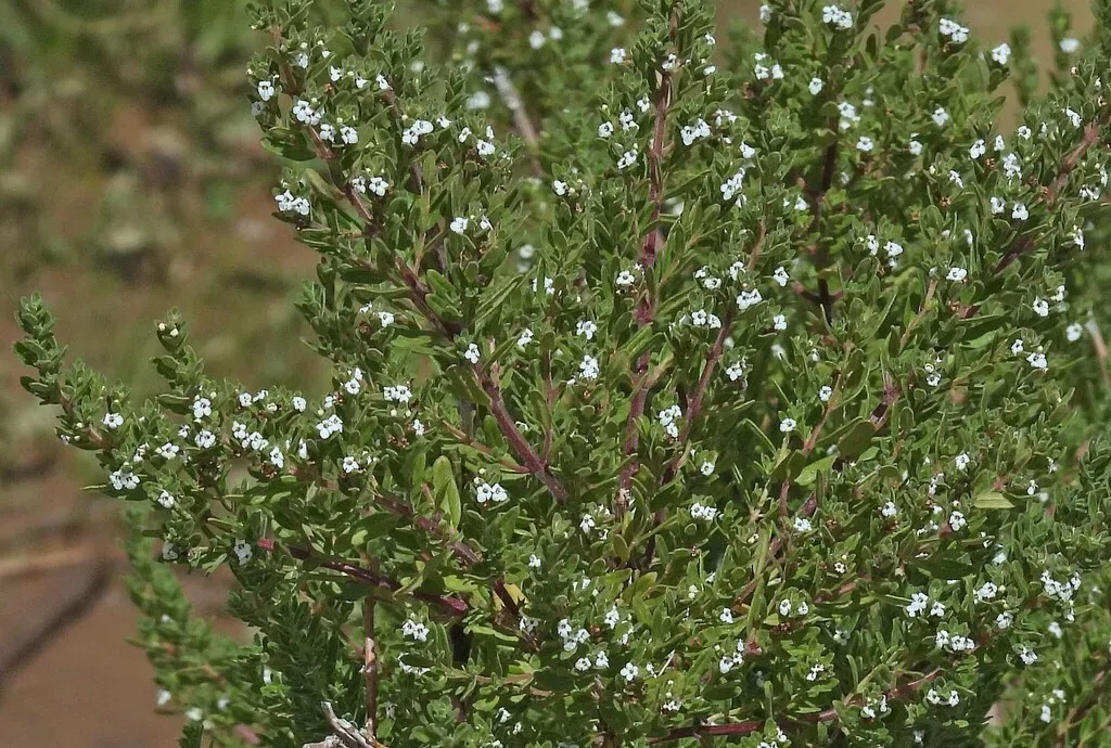 Clinopodium Gilliesii