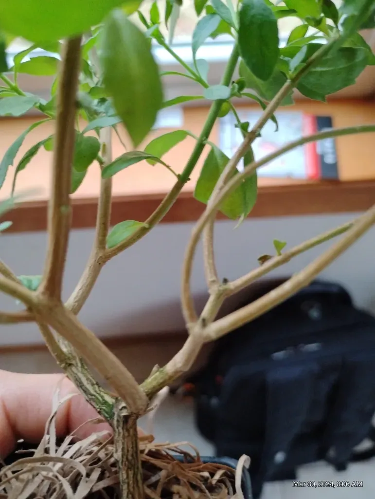 Magnificent Mint-bush