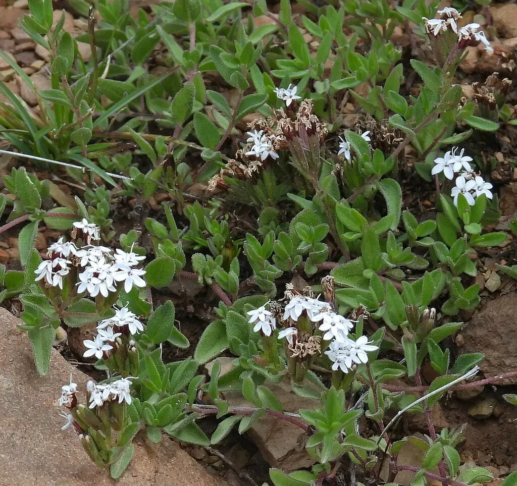 Stevia Minor